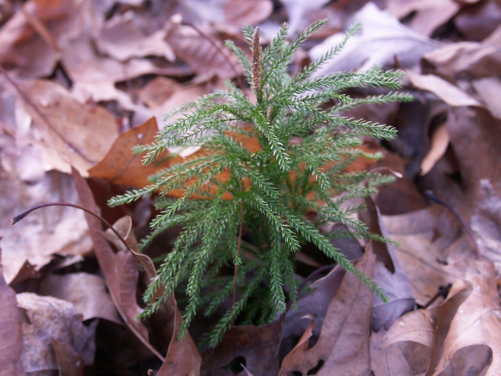 Princess Pine